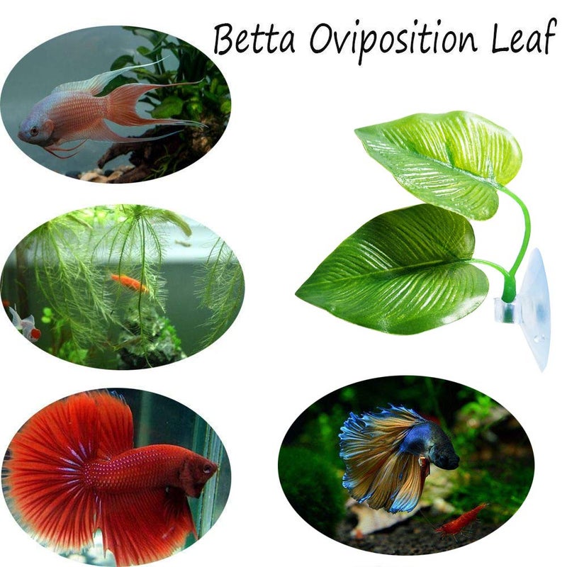 CousDUoBe 3 Pack Betta Fish Leaf Pad Improves Betta's Health by Simulating The Natural Habitat - Natural, Organic, Comfortable Rest Area for Fish Aquarium Ornaments - Image 4